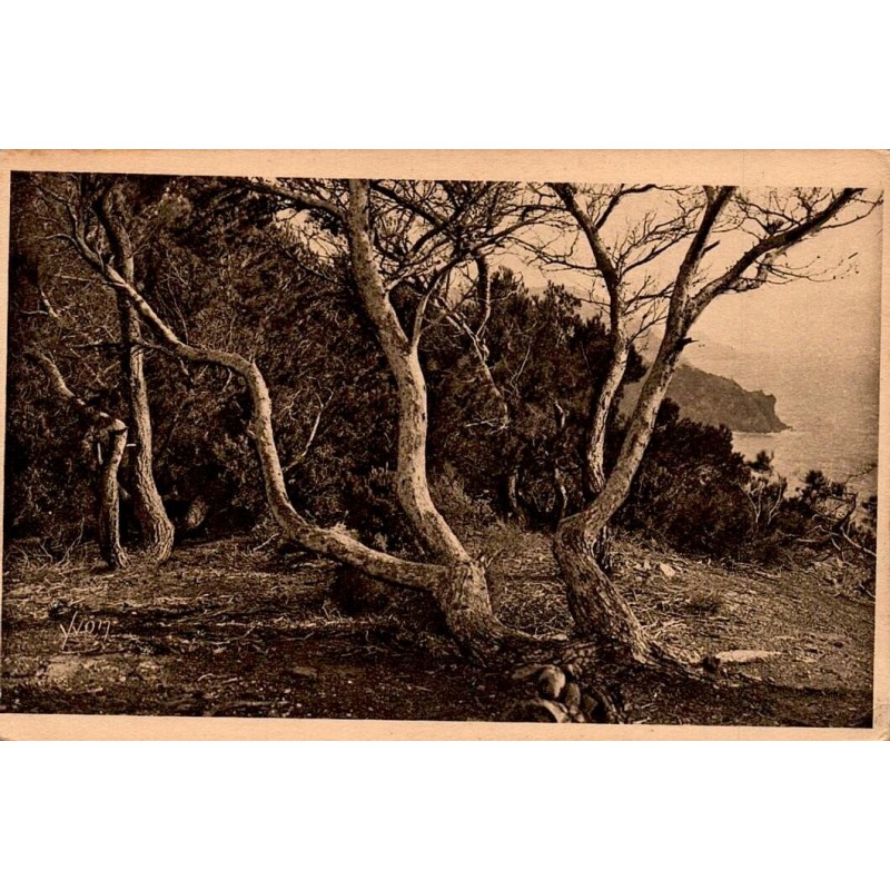 LA DOUCE FRANCE - 5-56 - Les Îles d'Hyères (Var) - Porquerolles - Les Pins d'Alep