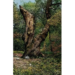 11.334 - La Sainte Baume (Var) - Le Grand Chêne