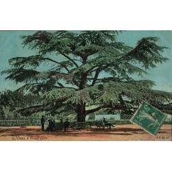 Carte postale ancienne – Nîmes, Grand Cèdre Jardins de la Fontaine