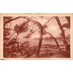 Carte postale ancienne Carqueiranne Pins penchés vers Les Salettes CPA Var