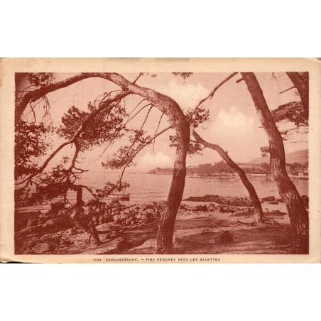 Carte postale ancienne Carqueiranne Pins penchés vers Les Salettes CPA Var