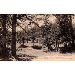 4104 - FONT ROMEU (alt. 1800m) - Un Coin de la Fôret