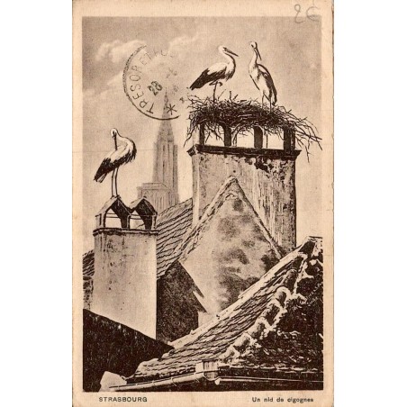 Carte postale ancienne Strasbourg Un nid de cigognes Bas-Rhin