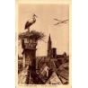 177 - STRASBOURG - Nid De Cigognes