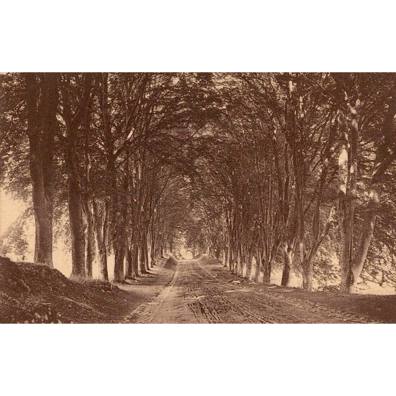 Carte postale ancienne Petit Séminaire d’Autun Une Allée de Montjeu