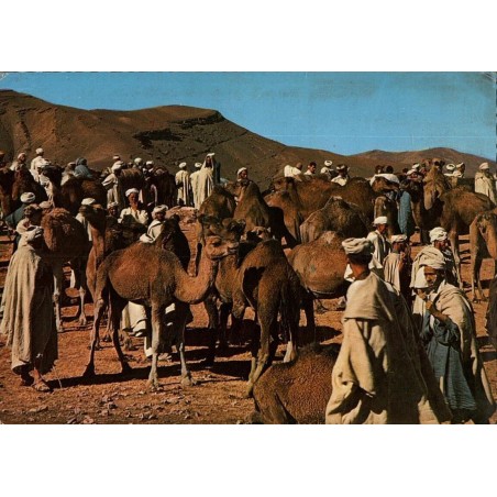Maroc Pittoresque - Marché aux dromadaires