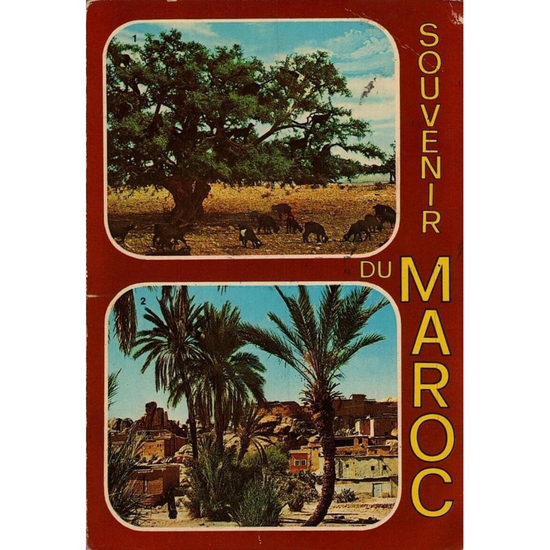 Souvenirs du Maroc - Chèvres sur l'Arguanier - dans la valée de Tafraout
