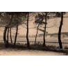Carte postale ancienne Mimizan-les-Bains vue à travers les pins côte sud Côte d’Argent Landes