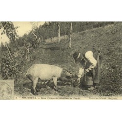 Reproduction de carte postale ancienne Deux Périgords cherchant la truffe Collection Cartes d'Autrefois Périgueux Dordogne