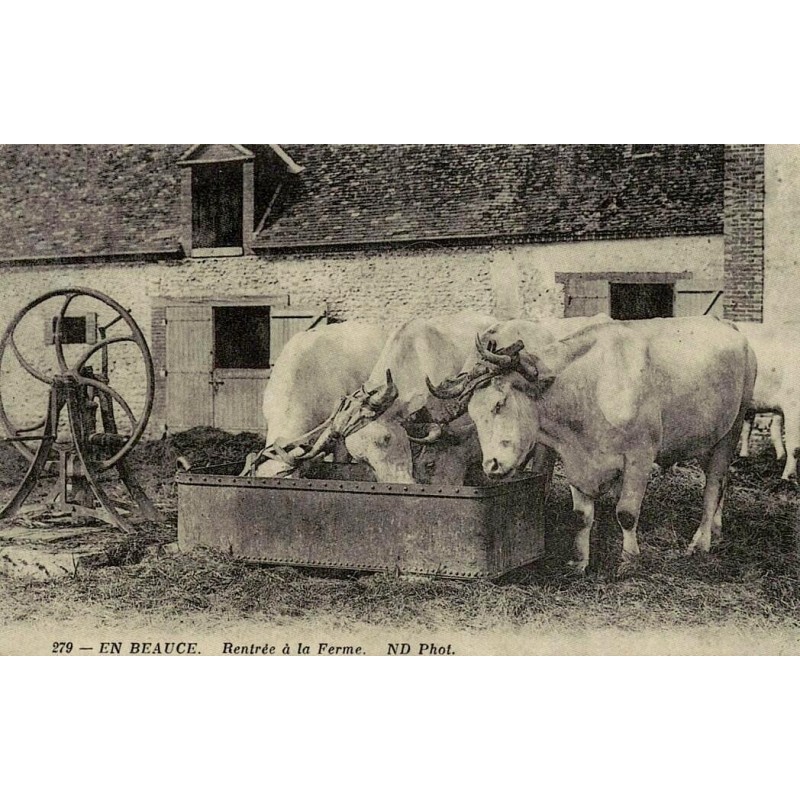 Reproduction de carte postale ancienne Collection Cartes d'Autrefois Beauce rentrée à la ferme attelage de bœufs