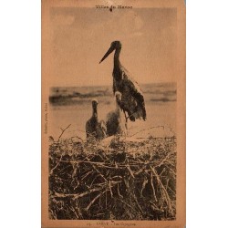 Rabat Les Cigognes Maroc carte postale ancienne CPA circulée 1930 éditeur Schmitt série 5