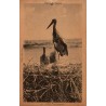 Rabat Les Cigognes Maroc carte postale ancienne CPA circulée 1930 éditeur Schmitt série 5