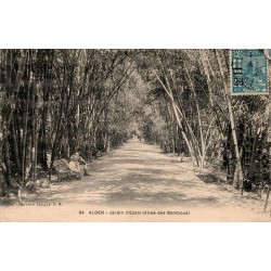 Carte postale ancienne Alger Jardin d’Essai Allée des Bambous Algérie CPA série 84