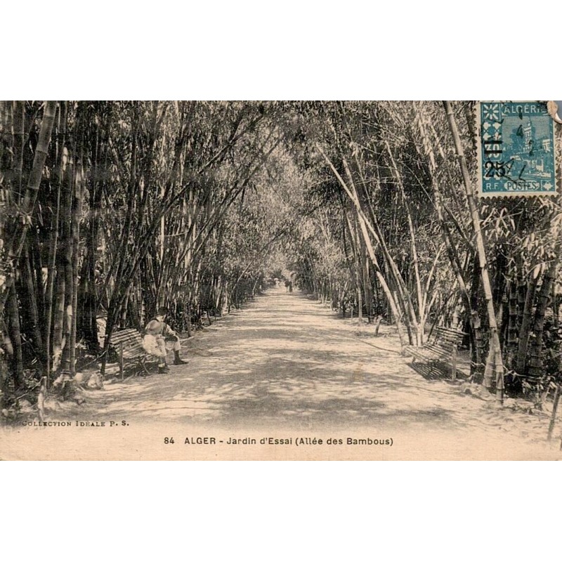 Carte postale ancienne Alger Jardin d’Essai Allée des Bambous Algérie CPA série 84