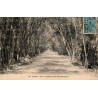 Carte postale ancienne Alger Jardin d’Essai Allée des Bambous Algérie CPA série 84