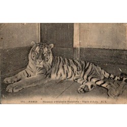 Carte postale ancienne du Muséum d'Histoire naturelle de Paris montrant un tigre d'Asie au Jardin des Plantes